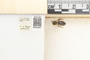 Media type: image;   Entomology 768593 Aspect: Labels